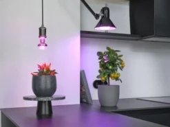 Osram Grow E27 plantelys, 7,5W